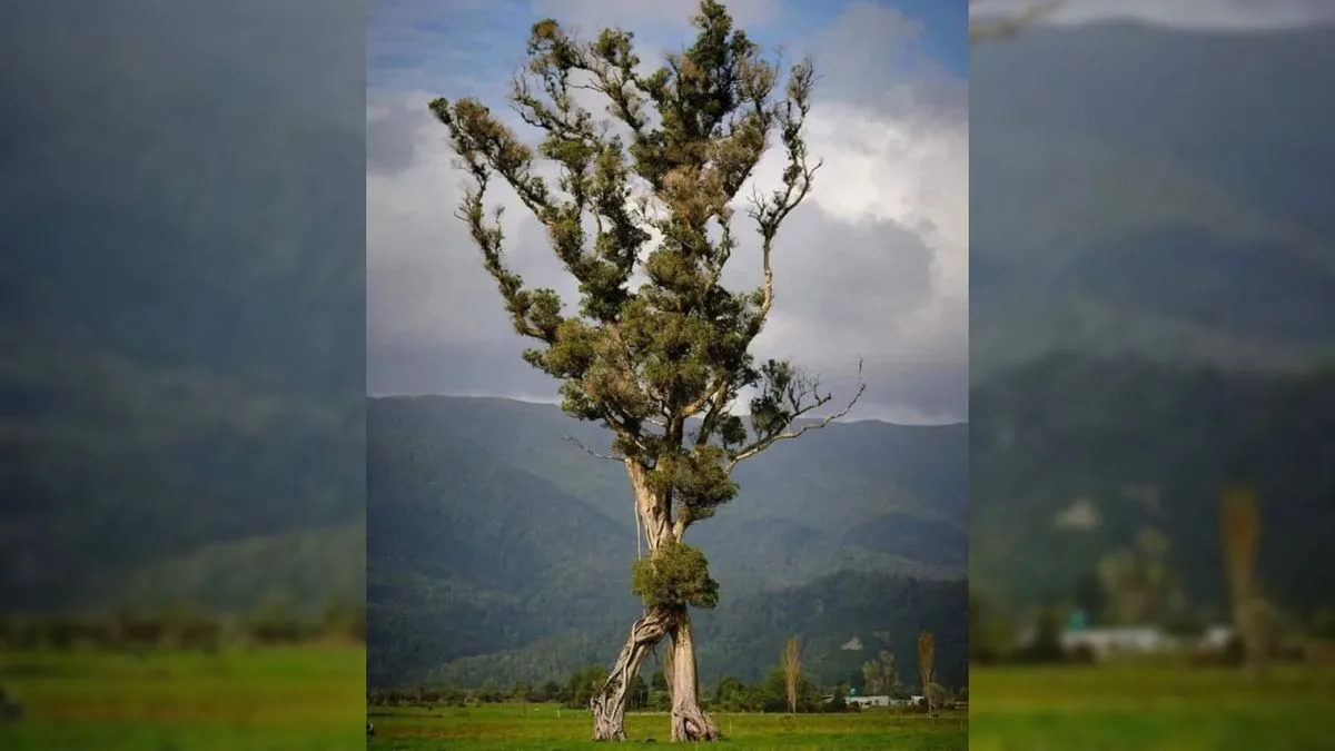 صورة فعلية للشجرة السائرة في نيوزيلندا