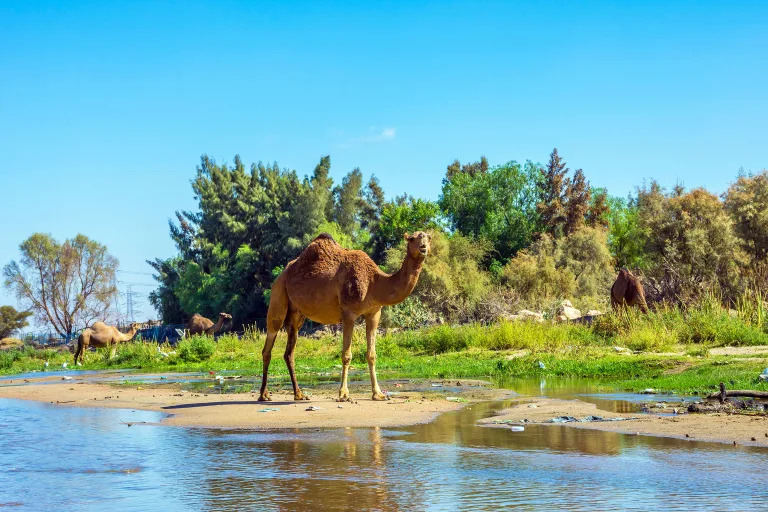 قبل 7000 سنة: بشر غريبون عاشوا في الصحراء الكبرى