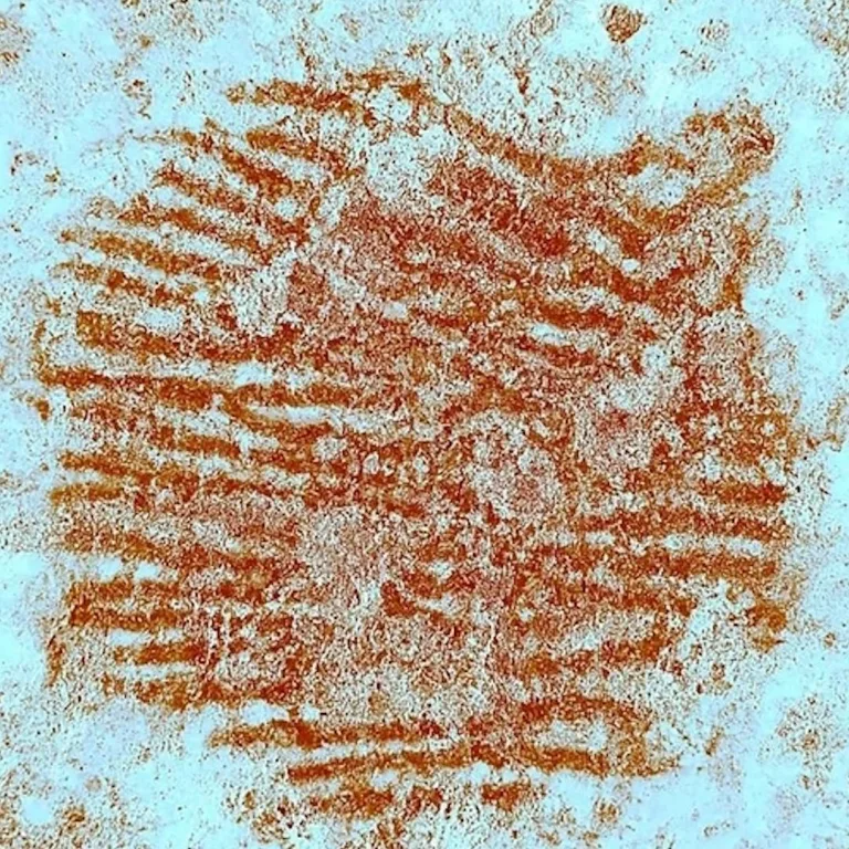 أقدم بصمة بشرية في العالم: عمرها 43 ألف عام
