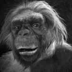 أدلة جديدة عن الجد الأول للبشر: أرديبيثيكوس راميدوس